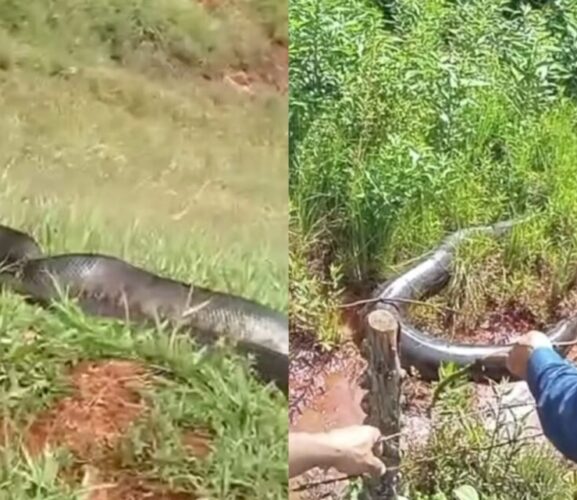 Confira algumas curiosidades sobre a sucuri gigante encontrada em Goiás