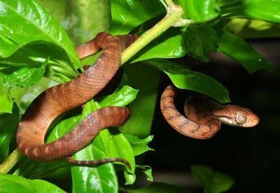 Cerca de dois milhões de cobras dominam ilha americana e colocam floresta em risco